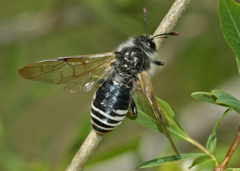 Cimbicidae - Praia taczanowskii